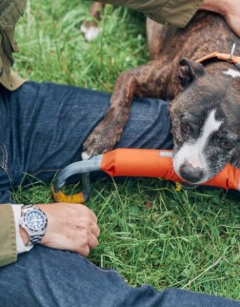 A dog lying on their owners left leg with an orange chew toy in its mouth