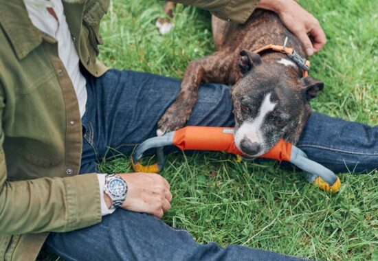 A dog lying on their owners left leg with an orange chew toy in its mouth
