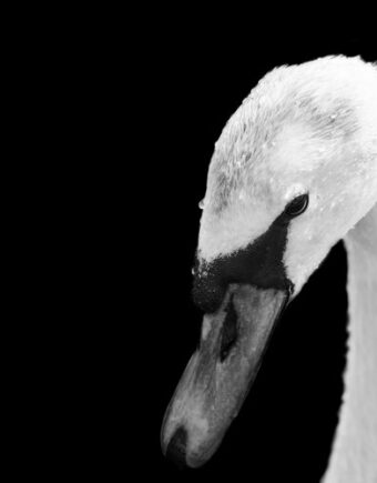 A swan in black and white
