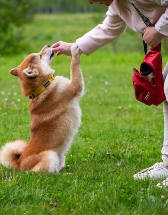 A person slightly bent over feeding a dog who is on their hind legs