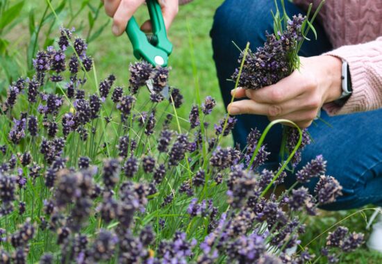 A woman picks a bunch of lavender with secateurs
