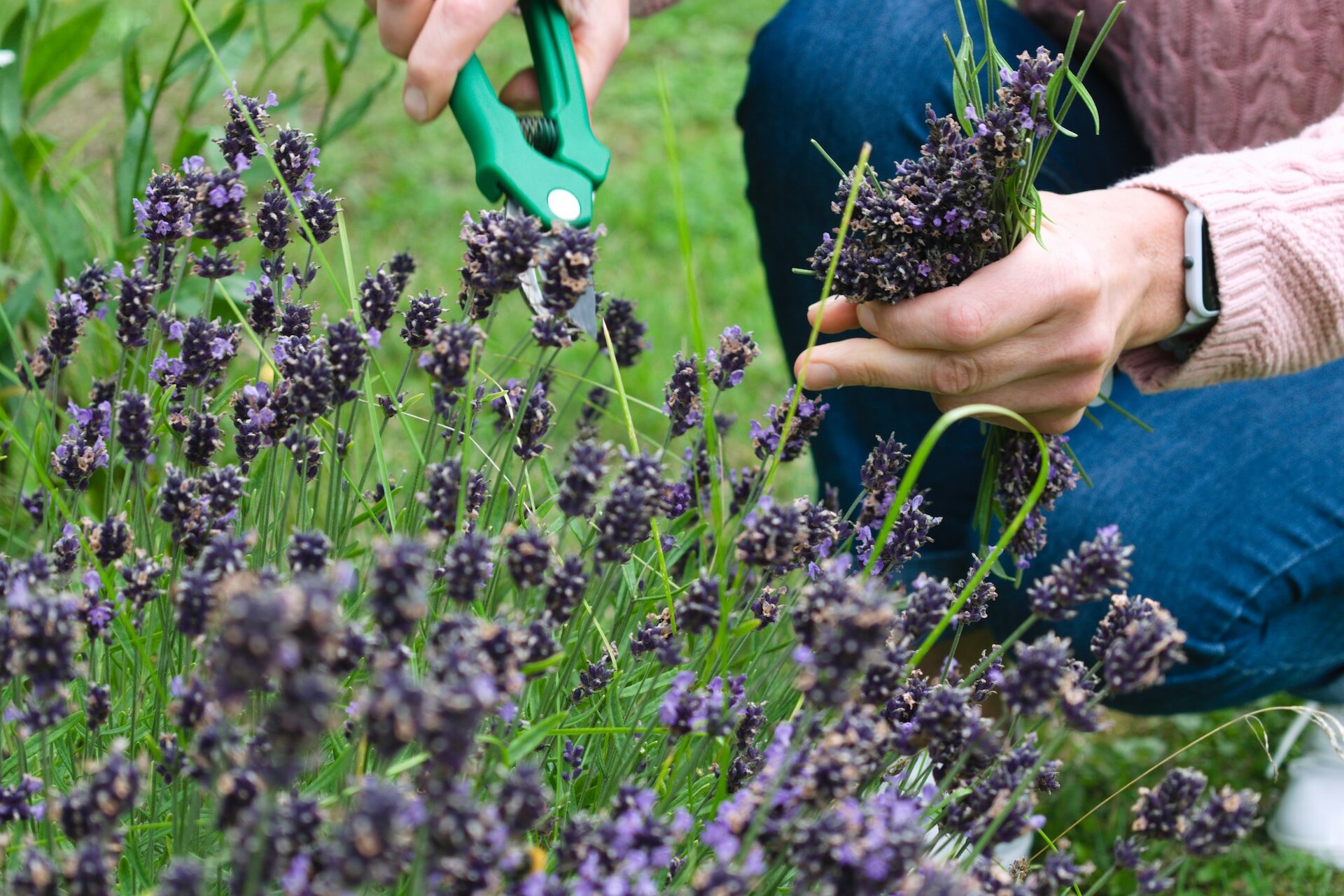 How to dry flowers for resin the easy way BBC Maestro