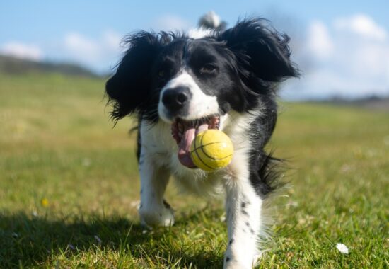 Happy black and white spaniel running to catch a tennis ball in a grassy field on a sunny day