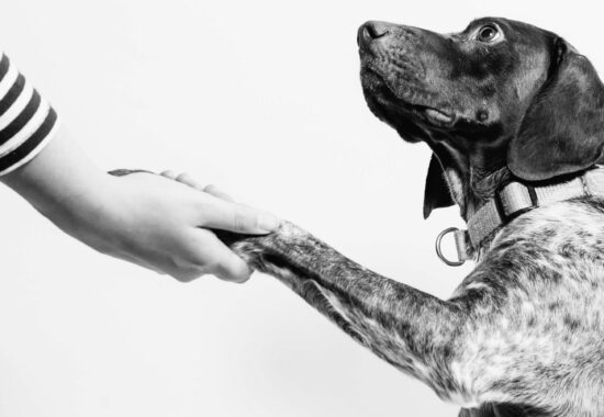 A person holds a dog's paw