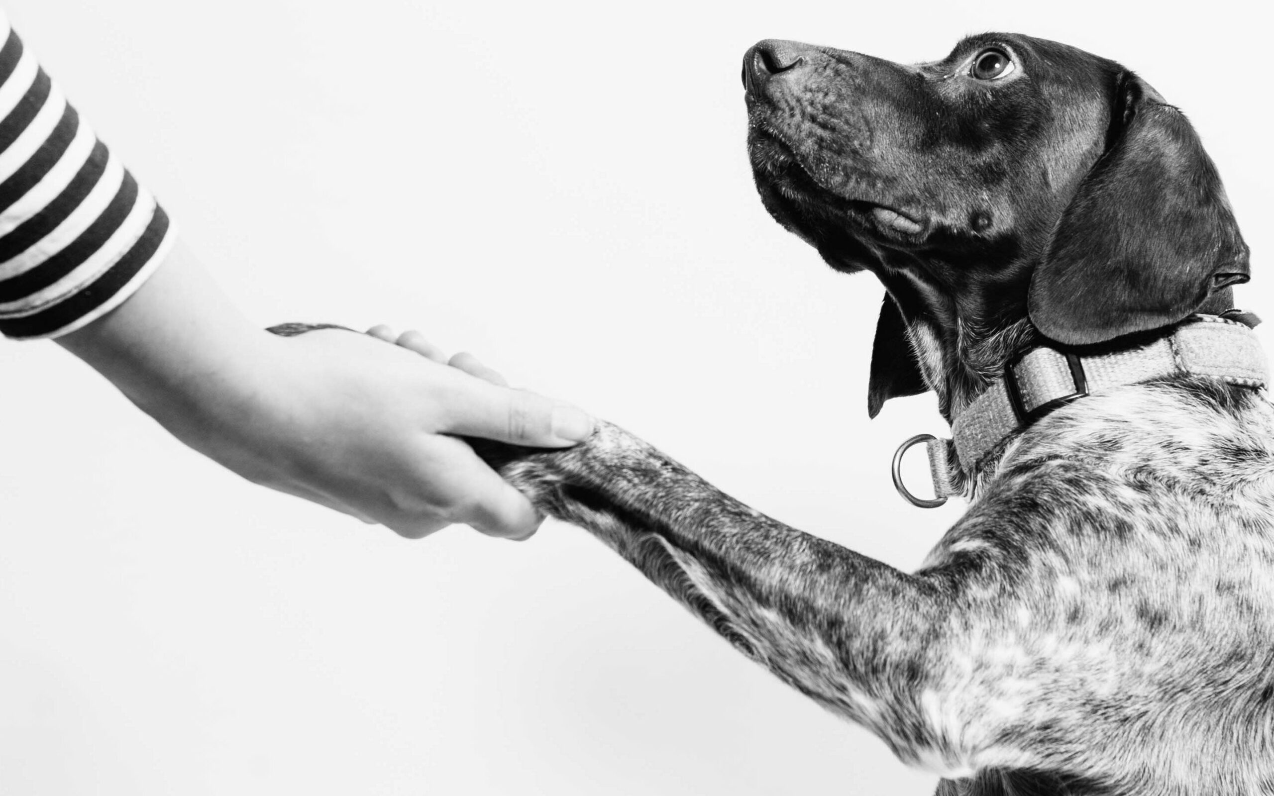 A person holds a dog's paw