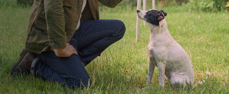 How to Train Dogs to Sit: Easy Steps for Quick Results