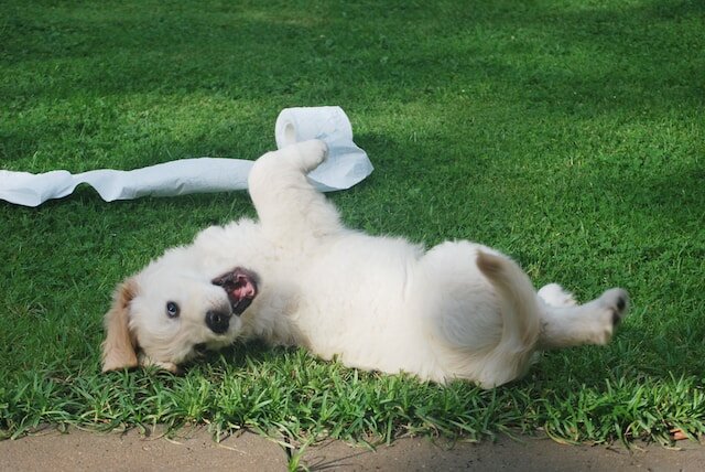 white dog lying on his back in the grass looking playful