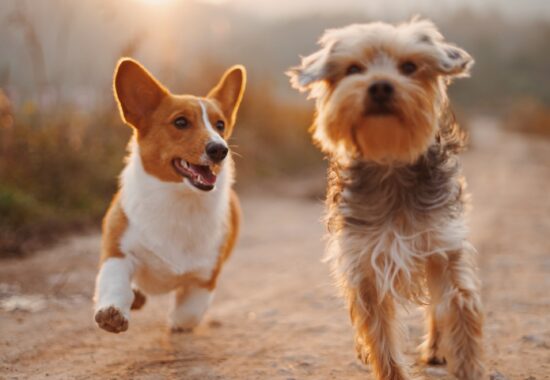 Two dogs run along together