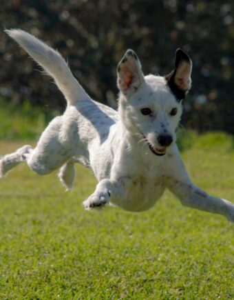 A puppy jumps