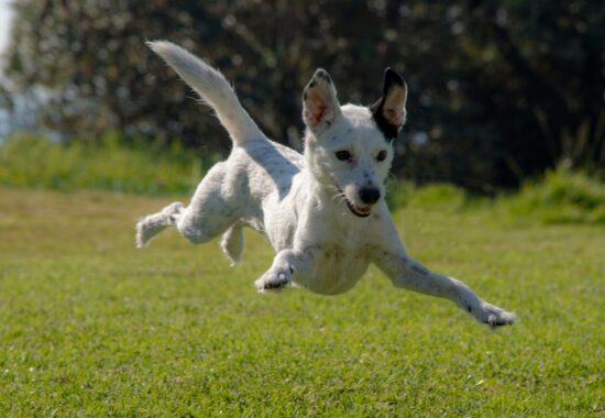 A puppy jumps