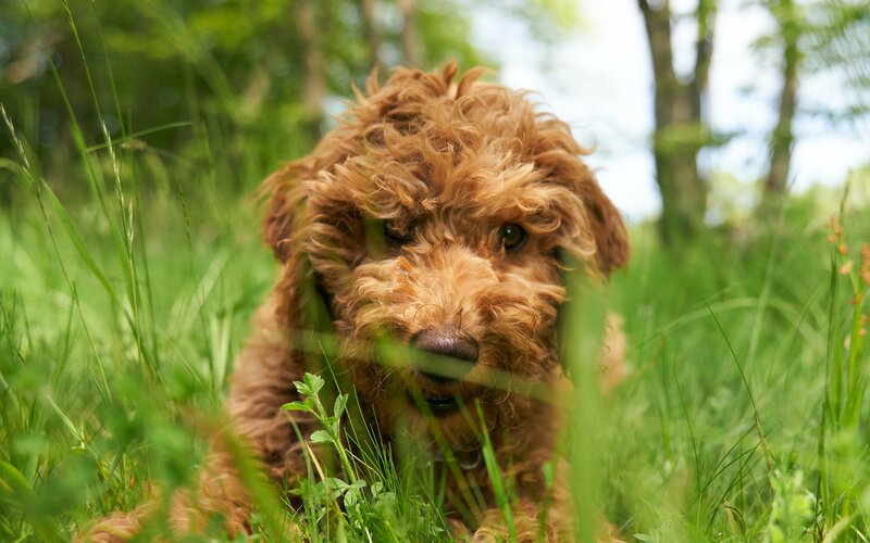 A dog amongst the grass