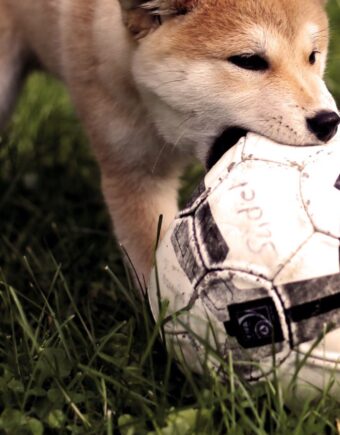 Puppy biting a football