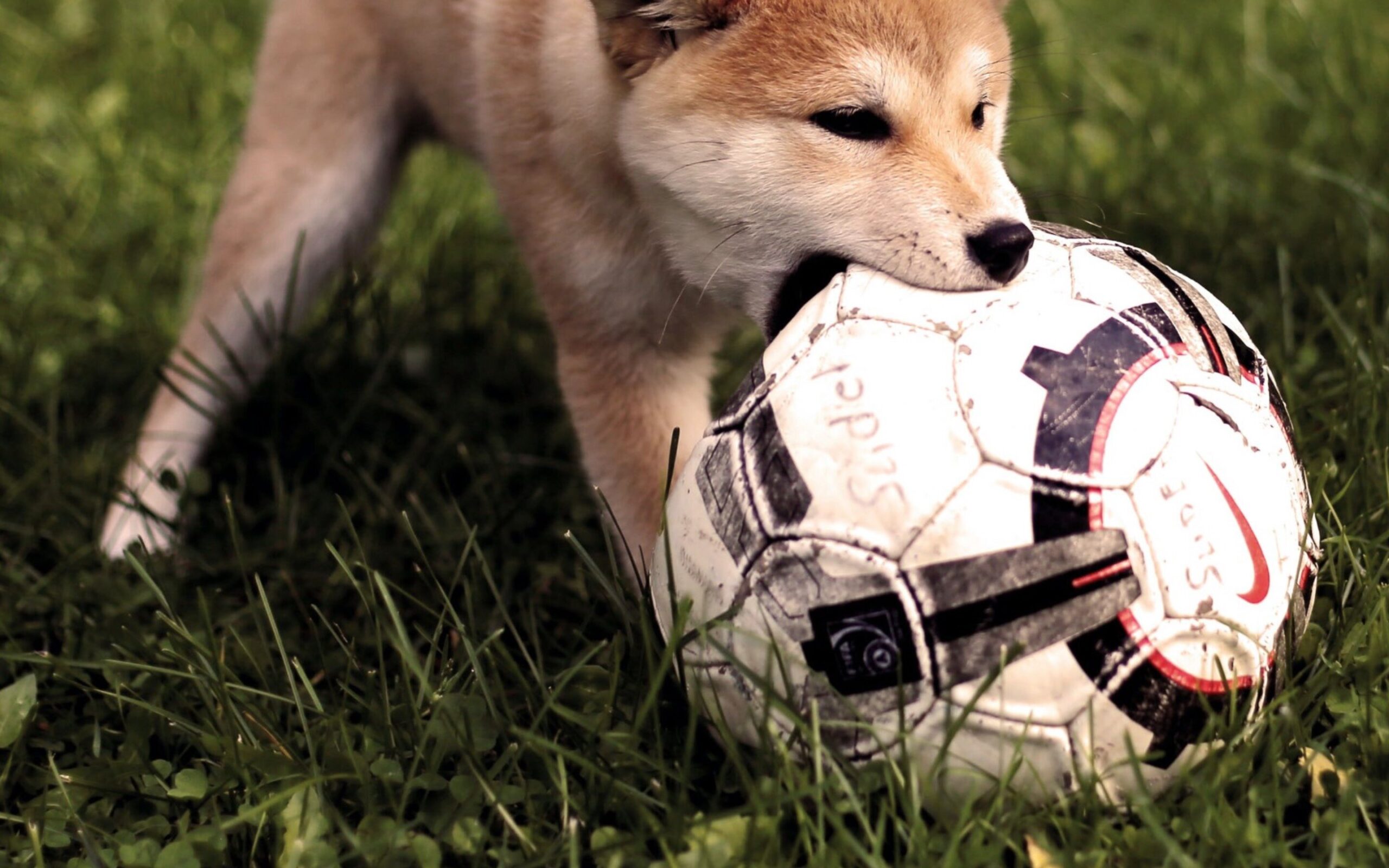 Puppy biting a football