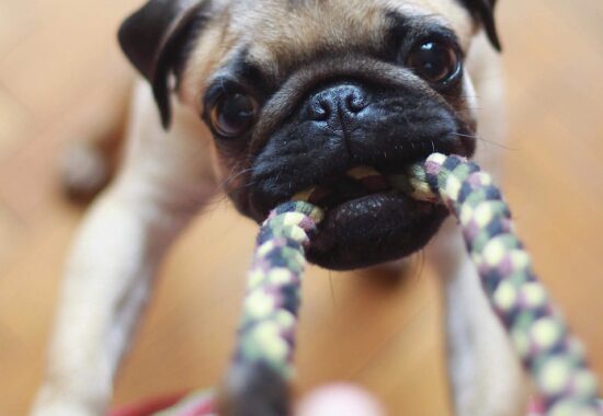 pug chewing rope
