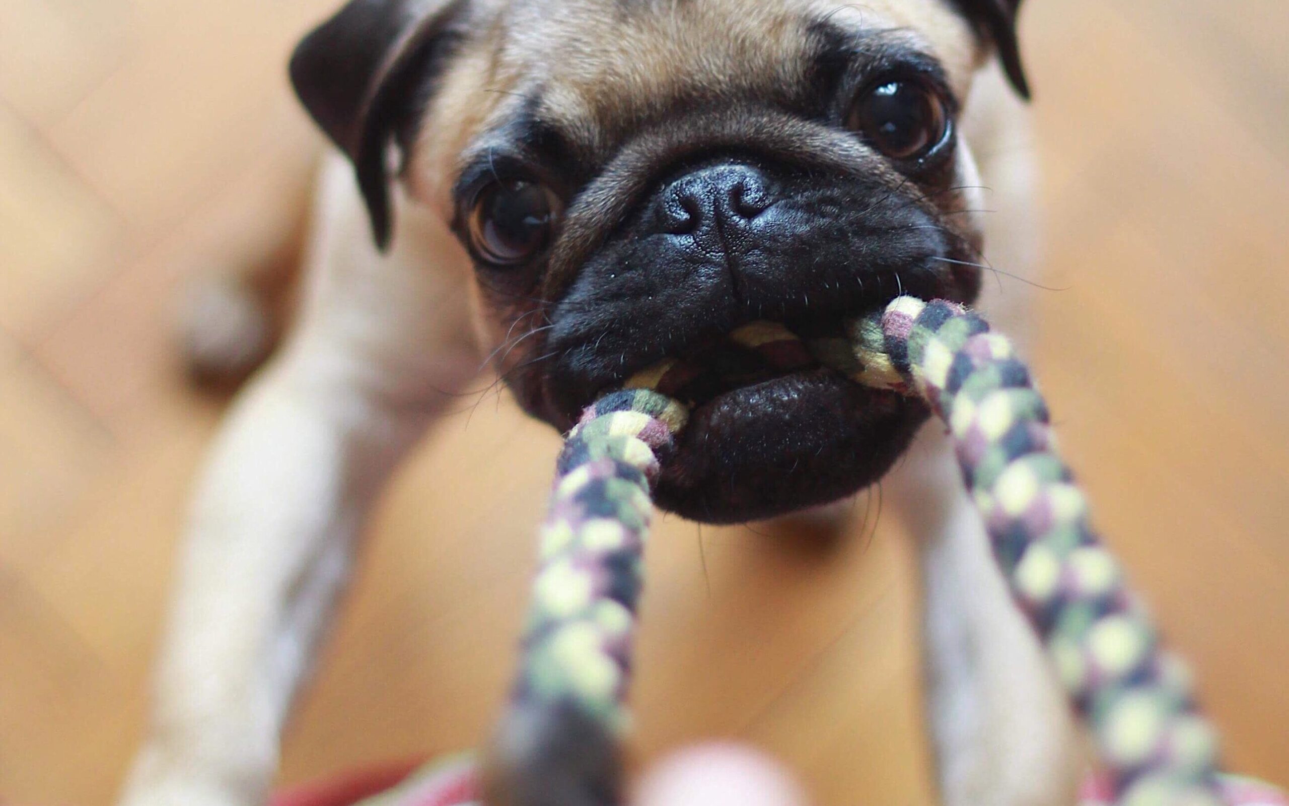 pug chewing rope