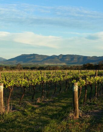An Australian vineyard