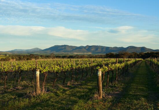 An Australian vineyard