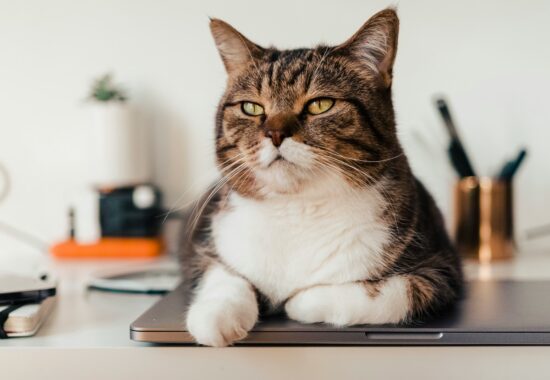 A cat sitting on a laptop